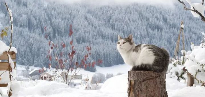 论在美帝猫冬的正确姿势