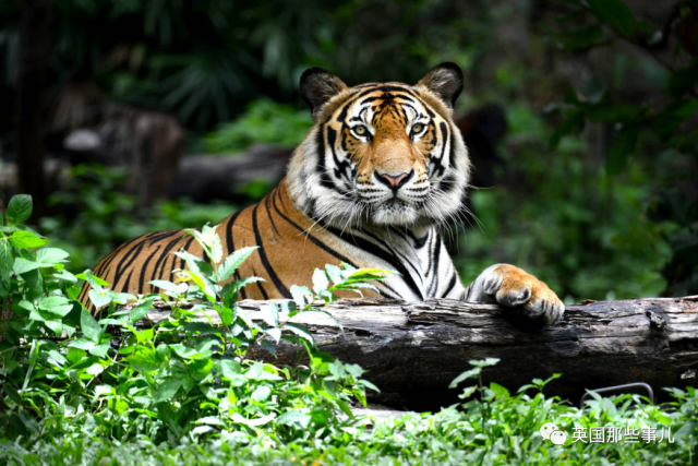 美國動物園給動物開打新冠疫苗，老虎獅子都安排上了！