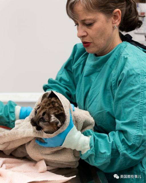 美國動物園給動物開打新冠疫苗，老虎獅子都安排上了！