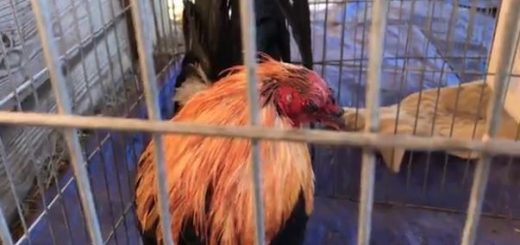 德克薩斯州防止虐待動物協會周六宣布，它在達拉斯 Rylie 地區的一場公雞鬥雞行動中緝獲了 133 只鳥。