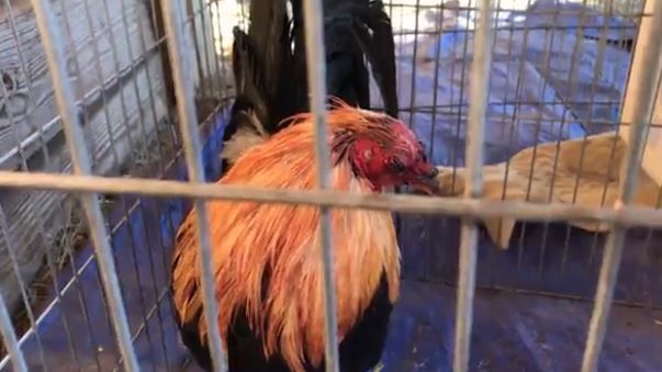 德克薩斯州防止虐待動物協會周六宣布，它在達拉斯 Rylie 地區的一場公雞鬥雞行動中緝獲了 133 只鳥。