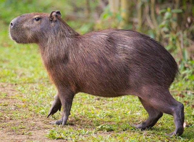 Capybara | Description, Behavior, & Facts | Britannica