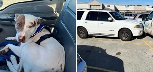 德州休旅车连撞2车 “鲁莽司机”竟是小狗