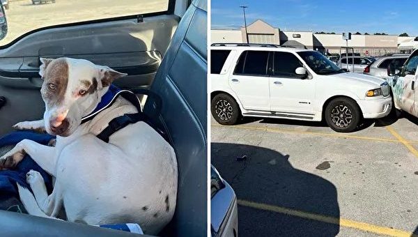 德州休旅车连撞2车 “鲁莽司机”竟是小狗