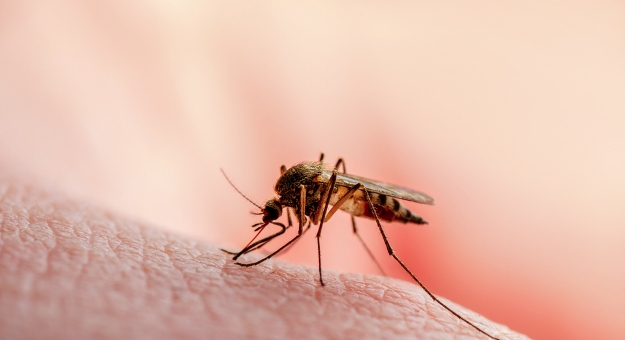 為什麼有人更吸引蚊子？科學家給出新研究報告