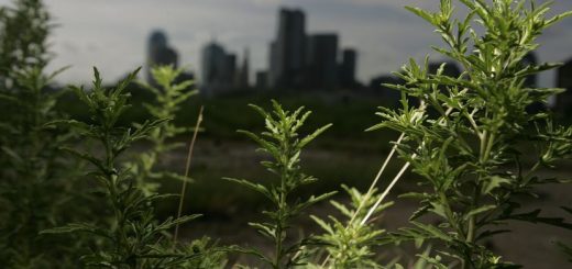 Ragweed grows in abundance near Downtown Dallas on Friday, Sept. 7, 2007. Weed pollen, with...