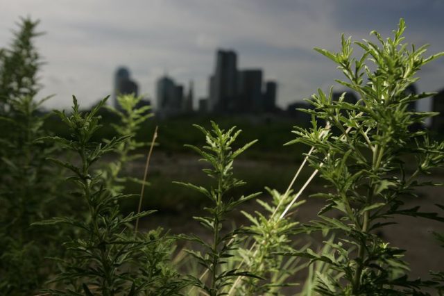 Ragweed grows in abundance near Downtown Dallas on Friday, Sept. 7, 2007. Weed pollen, with...