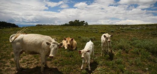 德州乳牛患神秘疾病 美国农业部确定为禽流感