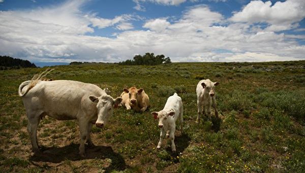 德州乳牛患神秘疾病 美國農業部確定為禽流感
