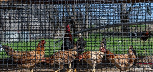 主要雞蛋生產商檢測到禽流感 殺死近200萬隻雞