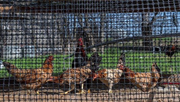 主要鸡蛋生产商检测到禽流感 杀死近200万只鸡