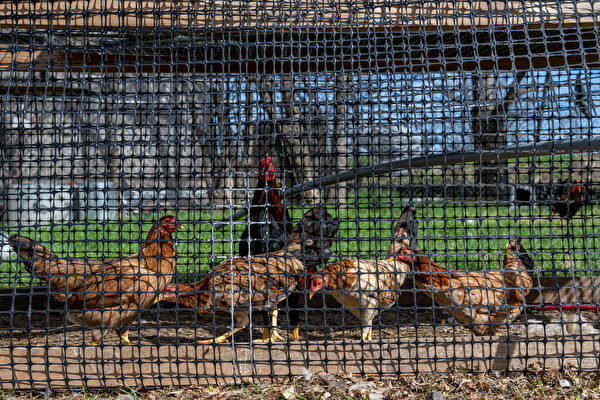 主要鸡蛋生产商检测到禽流感 杀死近200万只鸡