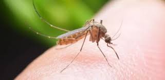 预警！希腊卫生当局敦促警惕蚊媒疾病，西尼罗河病毒传播或提前- 希华时讯－ greekreporterchina.com