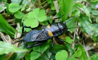 Gryllus bimaculatus De Geer, 1773 | 臺灣生命大百科